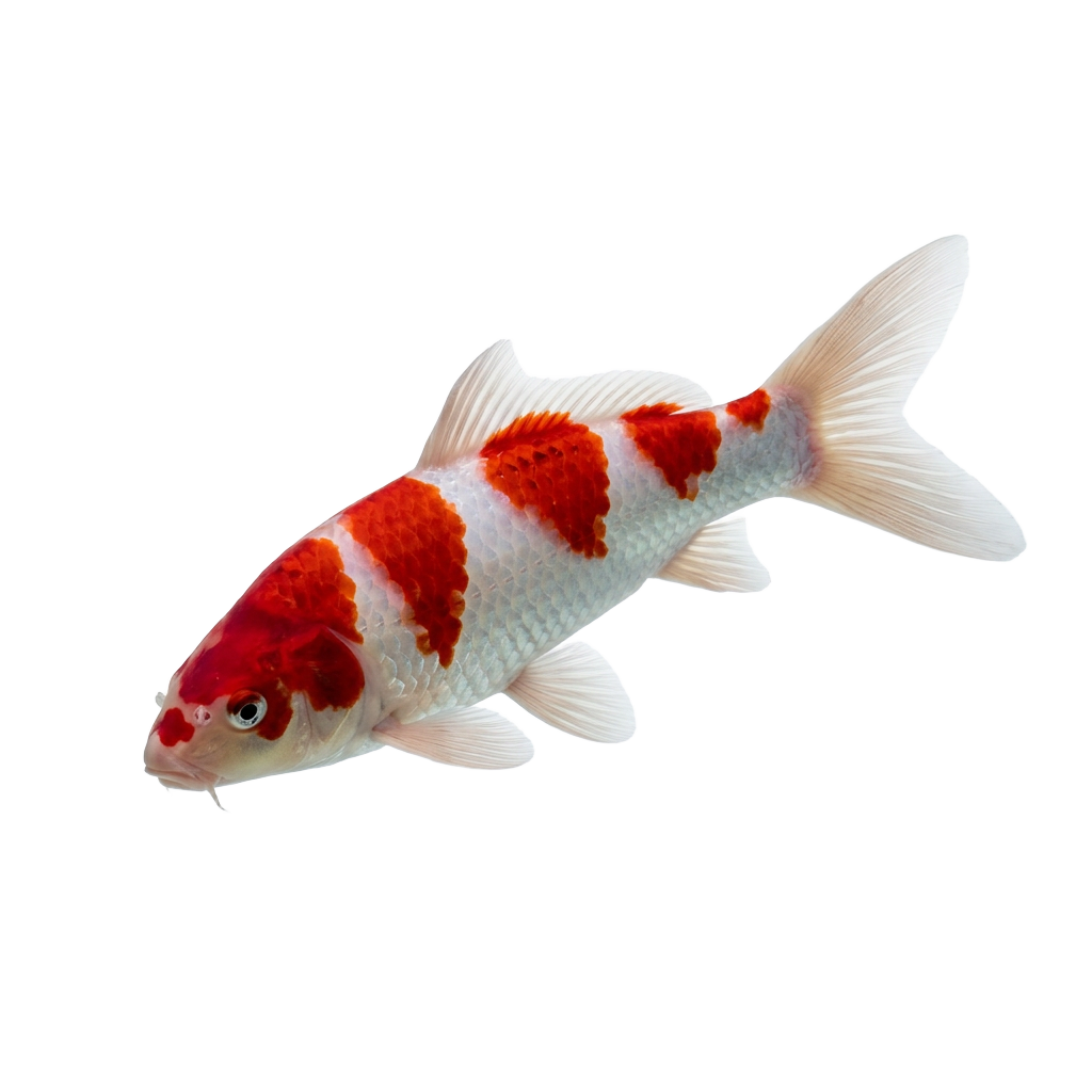 Carpas Koi